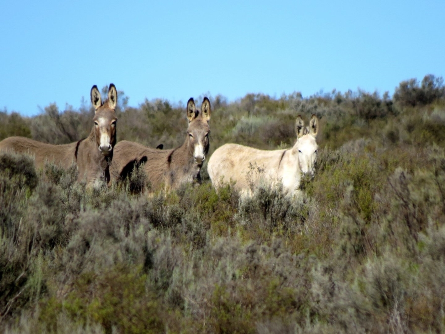 Commercial Property for Sale in Montagu Rural Western Cape